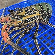 Lobster Bambu Hidup 1Kg (Isi 3 Ekor) 300Up | Spiny Lobster Live