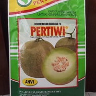 Ready Benih Bibit Melon Tahan Virus F1 Pertiwi Anvi Best Quality
