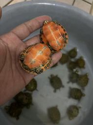 現貨 火焰龜 紅肚甜甜圈龜 水龜 澤龜 幼龜  火焰甜甜圈 紅肚龜 1隻