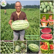 [Fast Germination] Giant Watermelon Seeds for Planting (20 seeds/pack) - Bonsai Fruit Tree Seeds Sweet and Juicy Delicious Watermelon Live Plants Fruits Garden Fruit Plant Seed Outdoor Plant Gardening Fruit Seeds Easy To Grow In Malaysia Benih Pokok Buah