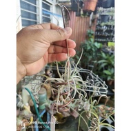 In-stock现货 Tillandsia/airplant/空气凤梨/空气草t.paleacea with holder