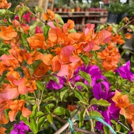 H2O - Bougainvillea Pokok Bunga Kertas [Bonsai Style] Mix Colour 杜鹃花盆栽型 Live Plant