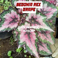 Tanaman Hias Bunga Begonia Rex Grape Begonia Pelangi KW Waru