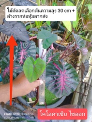 Colocasia Psylocke โคโลคาเซีย ไซลอก