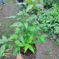 Bibit tanaman kesum daun laksa