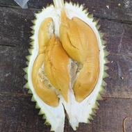 TIADA COD Anak Pokok Durian Nasi Kunyit Terengganu D186