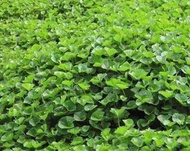 HẠT GIỐNG CÂY RAU MÁ [ CHUẨN F1 ] [ GHN Express ]