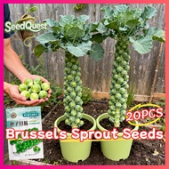 20pcs Fresh Brussel Sprouts Seeds for Planting Vegetables Plants High Yield Organic Brussels Sprouts