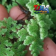 Azolla Water Plant 10g – Very Fertile & Active, SPECIAL for Research & EARLY PLANTING