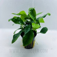 Anubias Barteri Nana In Pot - Live Aquatic Plant for Aquarium