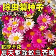Mosquito Repellent Grass Pyrethrum Seed Seed Four Seasons Potted Flower Balcony Plant Sunflower Cosm
