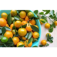 Pokok Limau Kasturi / Calamansi lime