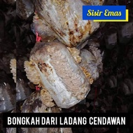 [READY STOCK] Bongkah Cendawan Kukur| Kulat Sisir |POS Seluruh Malaysia