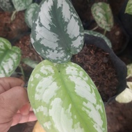monstera dubia houseplant/scindapus pictus/sirih silver
