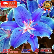 ( KNOP / SPIKE ) ANGGREK DENDROBIUM BIRU BEACH-sudah Knop/Spike-DENDROBIUM