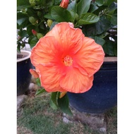 Anak Pokok Bunga Raya Hybrid / Hibiscus Hybrid (East Malaysia tak ship)