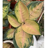 SULTAN BRUNEI - Tanaman Hias Aglonema / Aglaonema