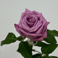 Fresh Flower Fresh Rose Purple Rose Cameron Highland 20stalks 10 stalks Decoration