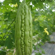 Long Bitter Melon Gourd Seeds 50PCS Bitter Gourd Bitter Squash Kugua Bitter Cucumber Benih Sayur Say