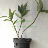 Anggrek Dendrobium Mantangai