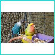 ◮ ✁ 500g African Love Birds Food: AFRICAN MIXED BIRD SEEDS (brd)