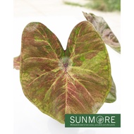 Sunmore | Caladium New hybrid Thailand / Keladi kacukan baru Thailand