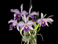 Cattleya AZURE SKIES- chậu trưởng thành