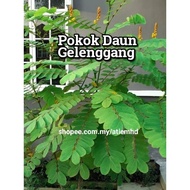 Pokok Daun Gelenggang -anak pokok dalam polybag /daun gelenggang segar