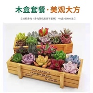 Succulent Plant Novice Combination Potted Plant Set Office Succulent Mini Flower Green Plant Radiation Protection