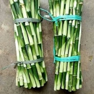 COD Bambu Hoki 20 cm 20 Pcs Bambu sri rejeki kole Tanaman Air Akuarium