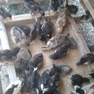 DOC AYAM KAMPUNG BANGKOK BK ASLI Umur 1 bulan, DOC AYAM KAMPUNG BANGKOK BK ASLI Umur 2-3 Minggu, ANA