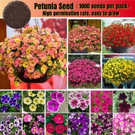 1000pcs Petunia Flower Mix Colour Seeds Balcony Hanging Petunia Seed Climbing Plant Seeds Dwarf Petu
