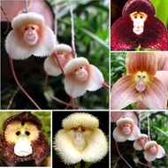Philippines Ready Stock Orchids Monkey Face Orchid Rare Indoor Bonsai Flower Plants Garden Flowers Orchid Plants Garden Supplies Live Plants For Sale Easy To Grow Indoor And Outdoor Mayana Real Seeds