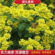 現貨 批發批發特級黃菊花種子 種籽用泡茶貢菊庭院金絲皇菊野生杭白菊野菊花種子 種籽lzh