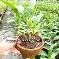 Anggrek Dendro Dewasa | bunga anggrek | anggrek dendrobium