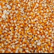 Jagung pipil kering 1 kg