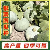 Silver Chestnut Pumpkin Seed Xinjiang White Skin Silver Chestnut Pumpkin Seed Chestnut Flavor Sweet 