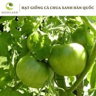 Korean Daejeon green tomato seeds