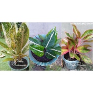 plants卐✁Aglaonema Varieties 1 Uprooted Live Plants (LUZON ONLY)