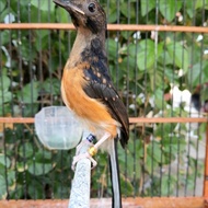 Terjangkau Burung Murai Batu Trotol Jantan Ring Apbn