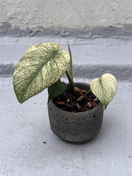 白怪獸龜背竹 - 觀葉植物盆栽