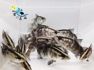 純淡水 金目鱸魚苗 7~9公分大小 魚菜共生 易飼養可食用 活體宅配 高級模型 可刷卡分期付款