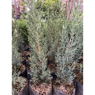 ITALIAN CYPRESS ITALIAN CYPRESS