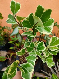 FICUS TRIANGULARIS VARIEGATED RUBBER TREE INDOOR OUTDOOR PLANT REAL OR LIVE PLANTS LIVE PLANTS