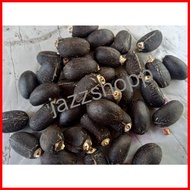 ✙ △ ☼ ⊙ Talantangan / Tuba-tuba Seeds/ for planting