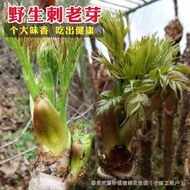 Northeast Thorn Dragon Sprout Seed Thorn Tender Sprout Seed Thorn Old Bag Seed Thorn Bag Sprout Seed