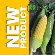 Paket 500g Biji Benih JAGUNG MANIS G927 YUMI GWG Leckat F1 Hybrid Sweet Corn Seeds