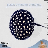 IKAN HIAS PARI BLACK DIAMOND AIR TAWAR