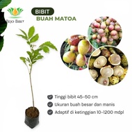 POHON MATOA PAPUA CANGKOK | BIBIT MATOA  | TANAMAN BUAH MATOA SUPER