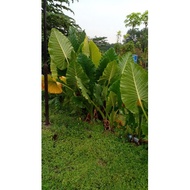 anak pokok keladi gajah